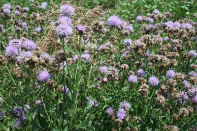thistle