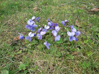 violets