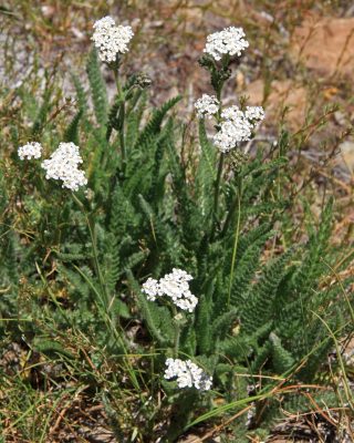 yarrow