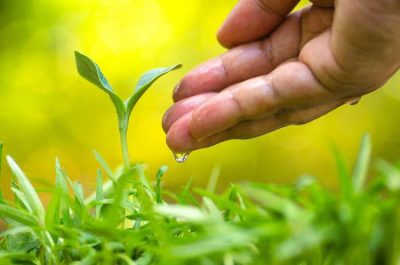 Tips on saving water in your garden