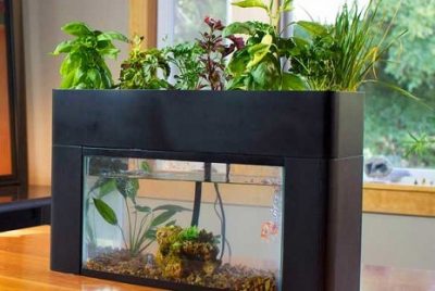 how to grow aqua ponics plants