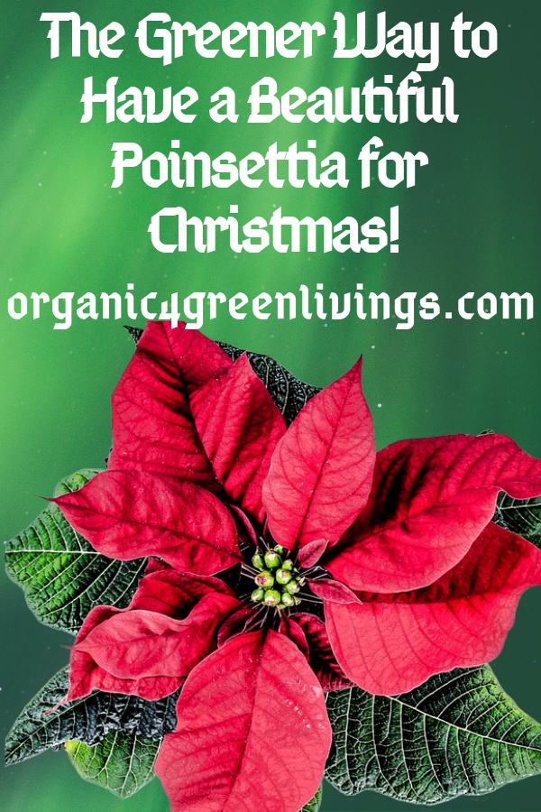 How to Grow Poinsettia