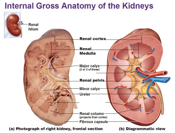 anatomy of kidney