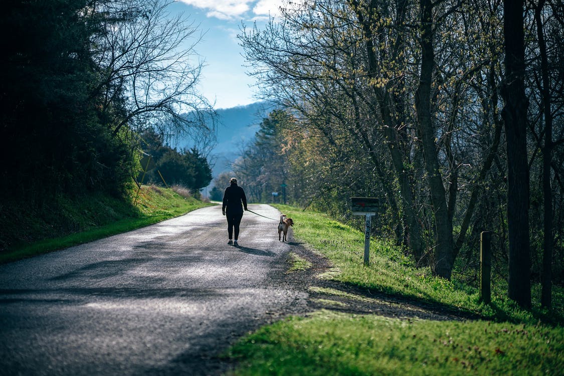 green therapy with animals