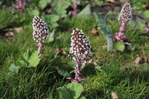 butterbur for allergy relief