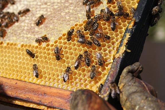 raw honey for seasonal allergies