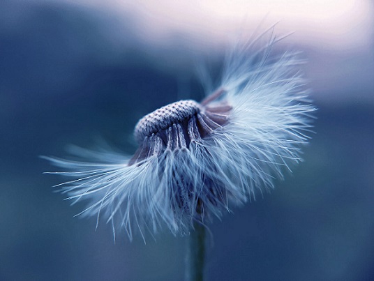 seasonal allergies