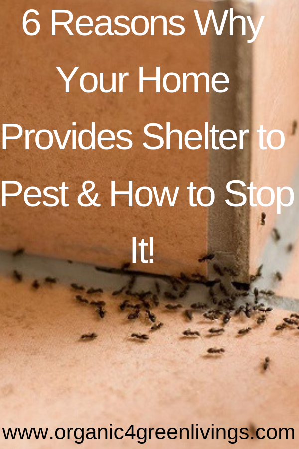 reasons why you have pests in your home