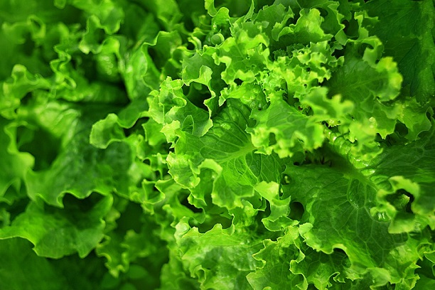 Leafy greens - Iron Rich Foods 