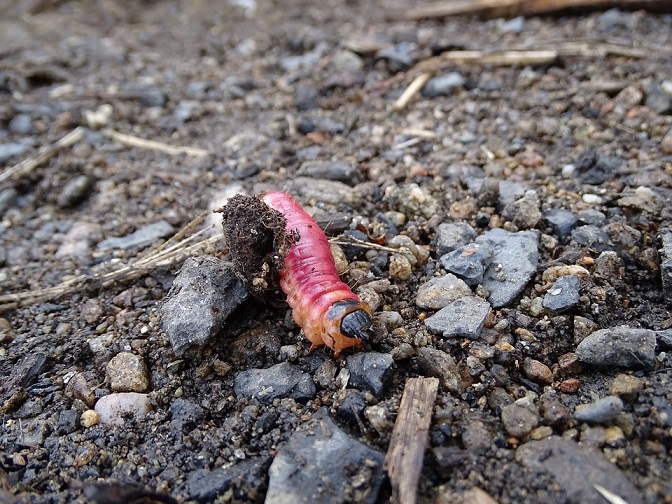 worm farming sustainable gardening