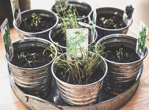 growing herbs indoors for winter usage 