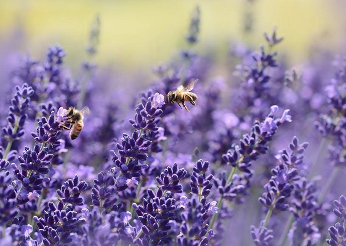 Medicinal Herb - Lavender