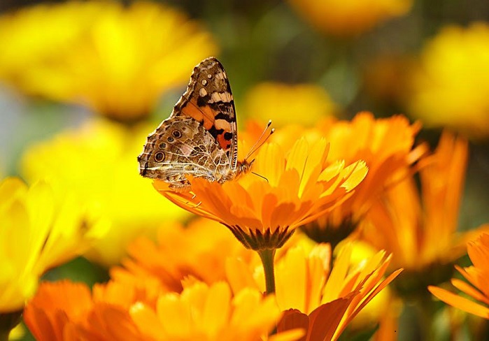 Medicinal herb Pot Marigolds