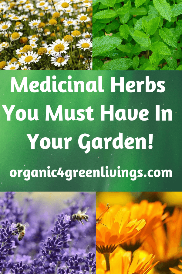 Medicinal Herbs for your garden