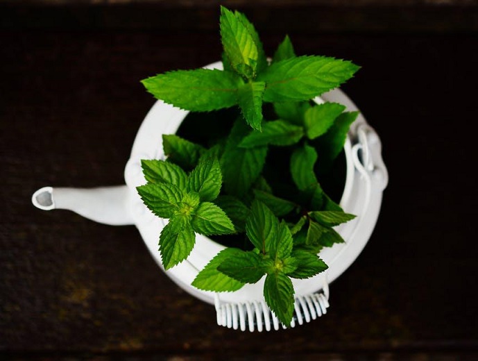 Peppermint - Medicinal Herb