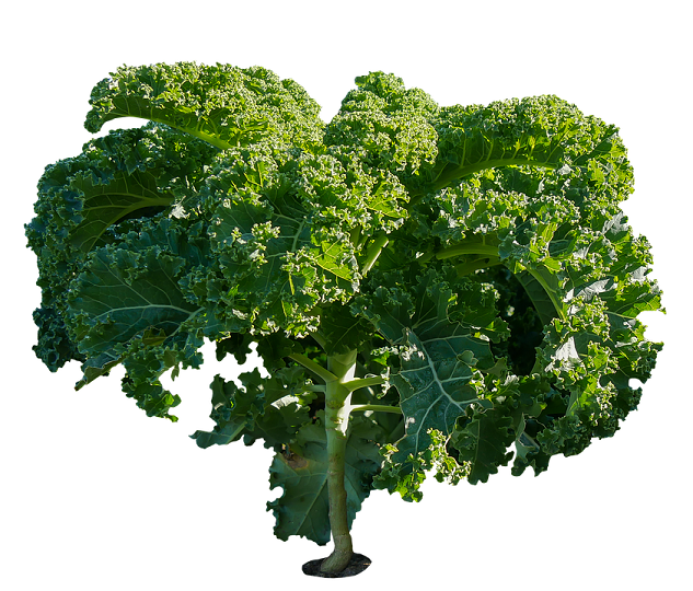 Kale - Home remedy for weigh loss 