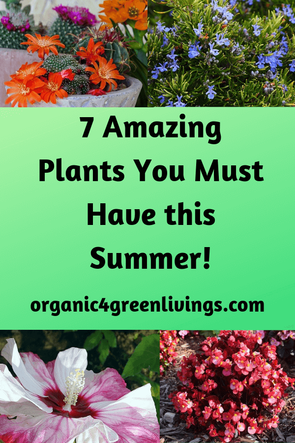 Plant for your home
