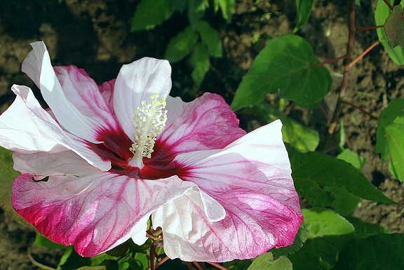 Plants you need to have at home
