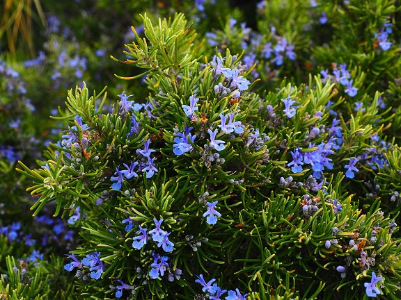 Indoor and outdoor plants
