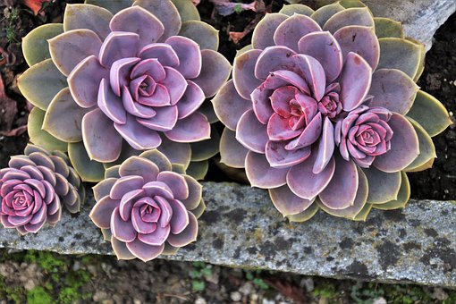 Plants that are easy to care for 