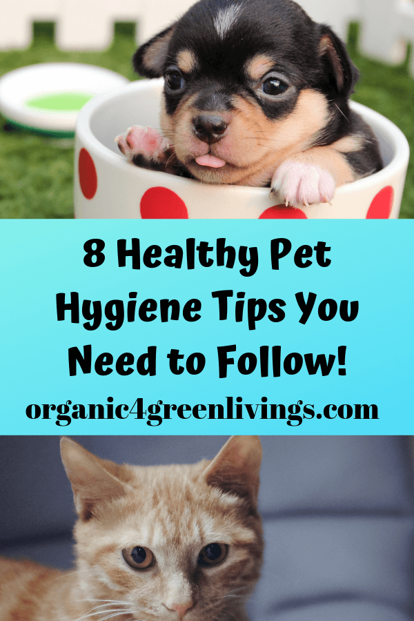 healthy pet hygiene tips