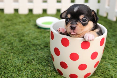 pet hygiene tips