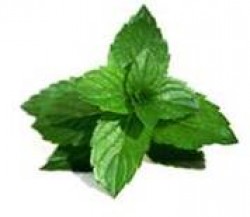 "Health Benefits of Mint"