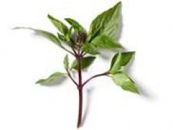 "Basil a Healing Herb"