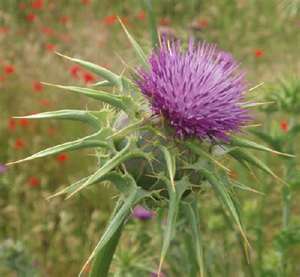 "Milk Thistle And Health Benefits"