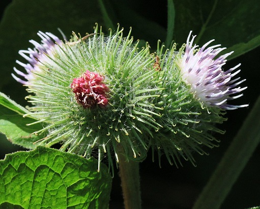 burdocks weed