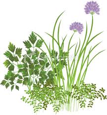 "Health Benefits of Thyme"
