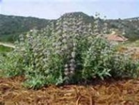 "Sage Health Benefits"