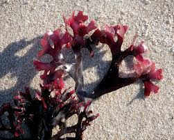 carrageenan toxic food additive