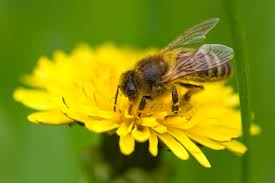 "Health Benefits of Raw Honey & Pollen"