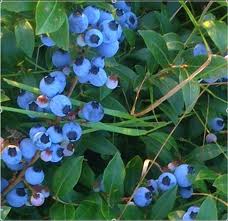 "Blueberries Health Benefits"