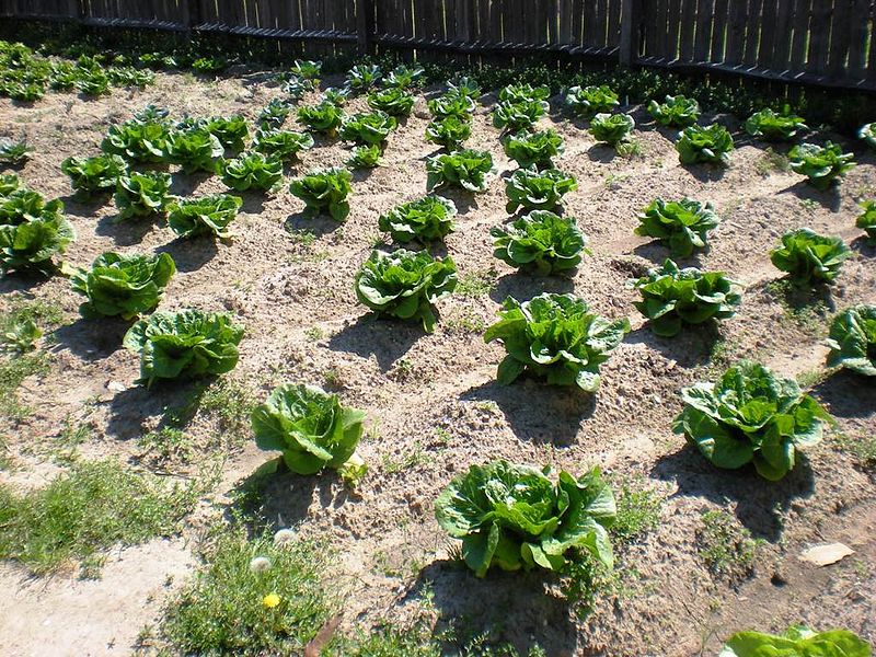 Tips for growing vegetable garden