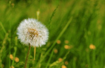 Allergies