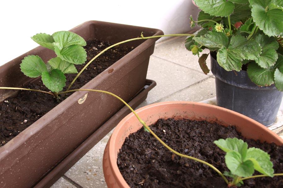 Container gardening -Strawberries