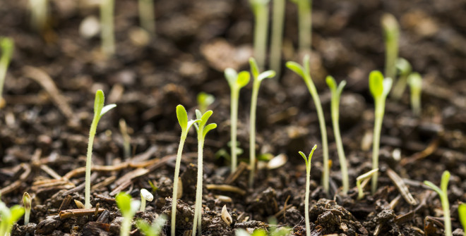 Starting and prepping your garden for springing