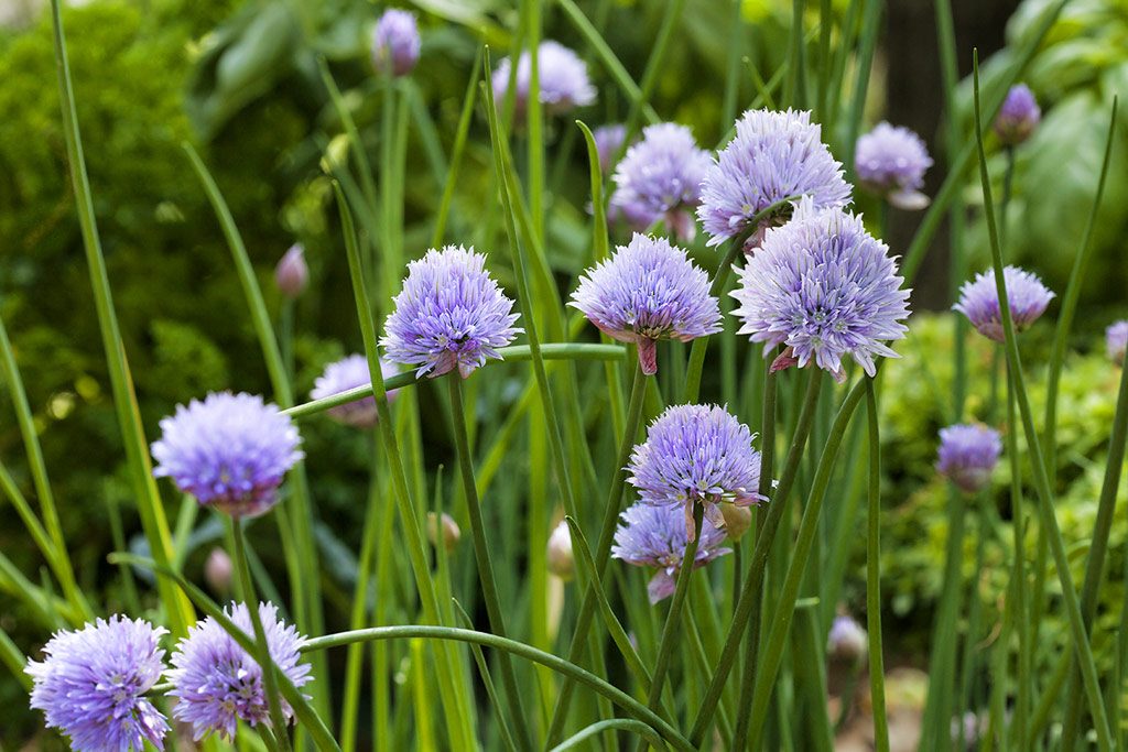 Organic herbs -chive-blooms-web (1)