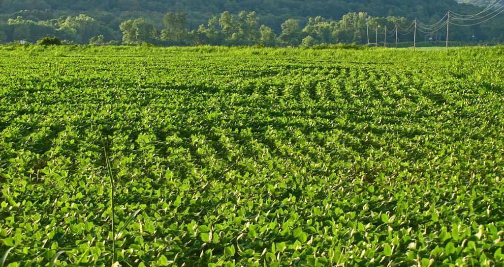 Healthy field-of-beans