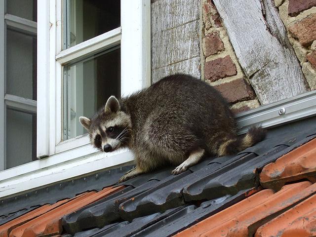 Natural pest control racoon on roof