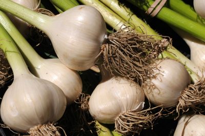 garlic