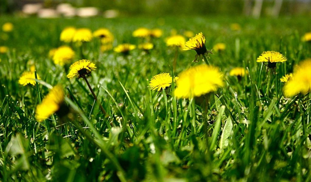 dandelions