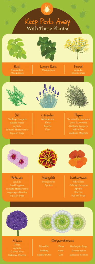 Inforgraphic keep-pests-away-with-these-plants