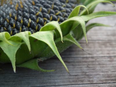 sunflower-210801_960_720