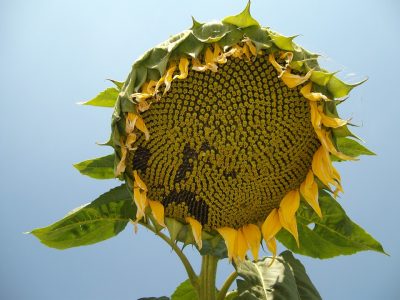 sunflower-467269_960_720