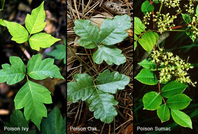 Poison ivy, poison oak, and sumac