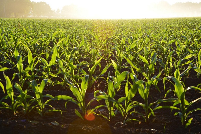 Cornfield