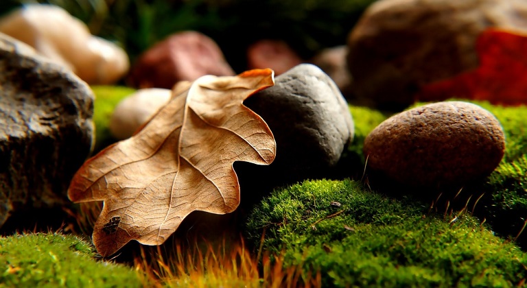 leaves, rocks grass for mulch